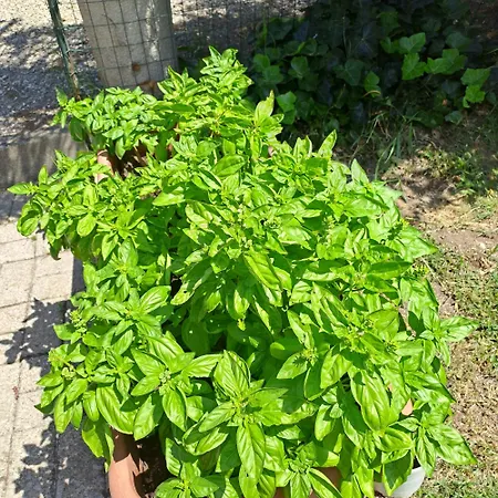 Castiglione Aparthotel